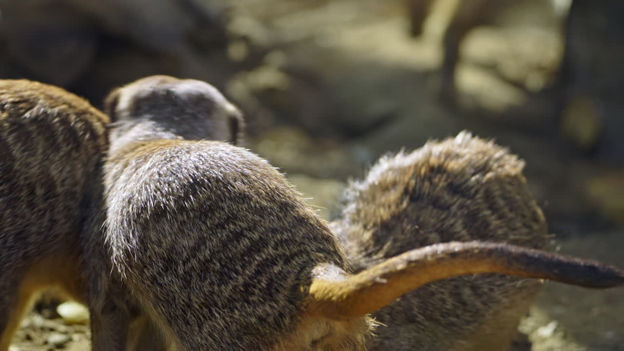 Meerkats in their natural habitat