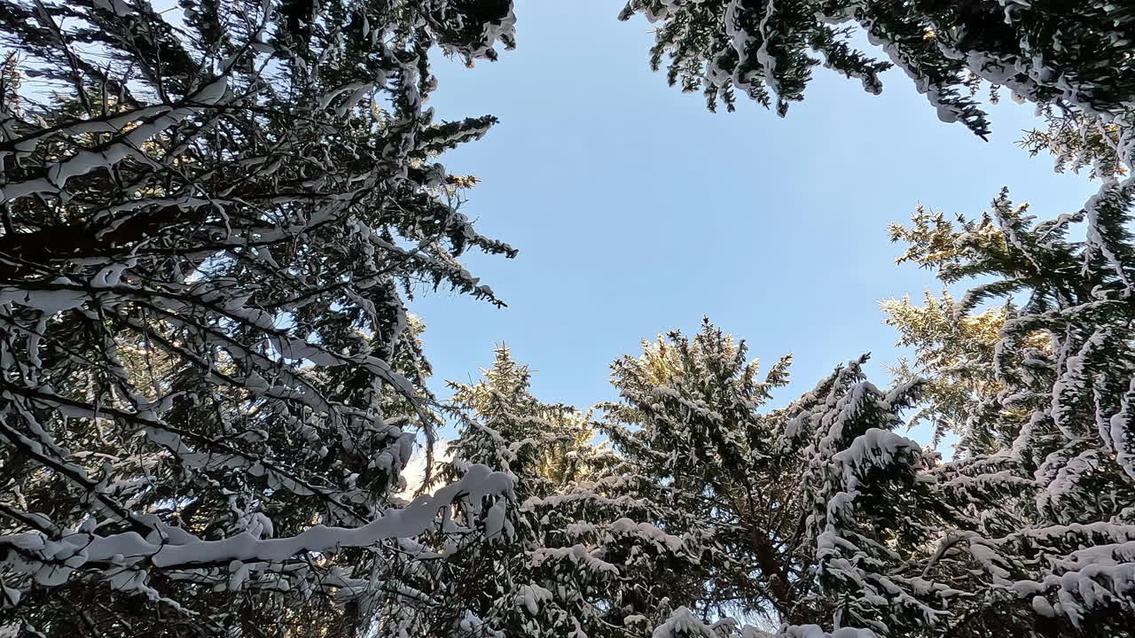 Panoramaudsigt fra jorden, omgivet af sneklædte grene, der afslører den blå himmel.