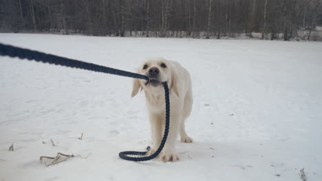 frontal view of a white dog playing in the snow pulling a rope.