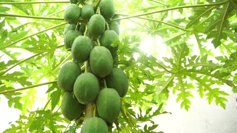 group of green papaya on the tree, papaya on a plant the papaya tree