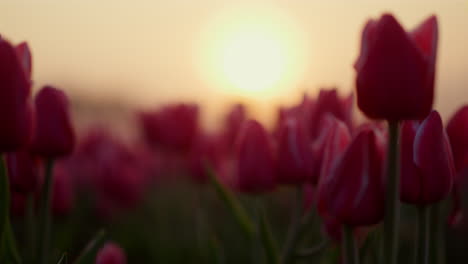 View-of-beautiful-sunrise-in-flower-garden.-Orange-sun-rising-in-spring-park.