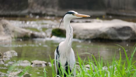 Closeup-Of-Grey-Heron-Looking-Around-In-Yangjaecheon,-South-Korea