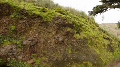 Toma-Panorámica-De-La-Cornisa-Rocosa-Cubierta-De-Musgo-Verde-A-Lo-Largo-De-La-Carretera-En-El-Faro-De-Point-Reyes