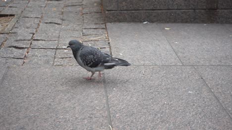 paloma caminando por las calles hd