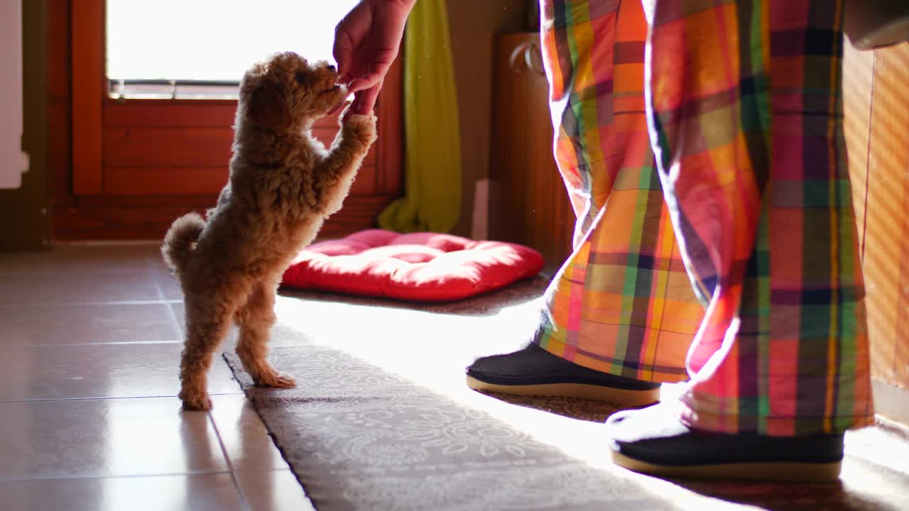 사랑스럽고 호기심 많은 강아지 애완동물 푸들