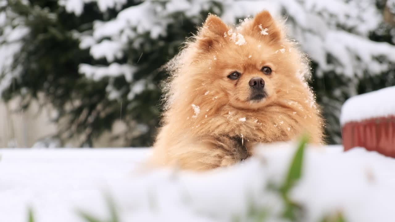 Pomeranian with yellow fur sitting on the snow on the backyard. Snowflakes falling on it
