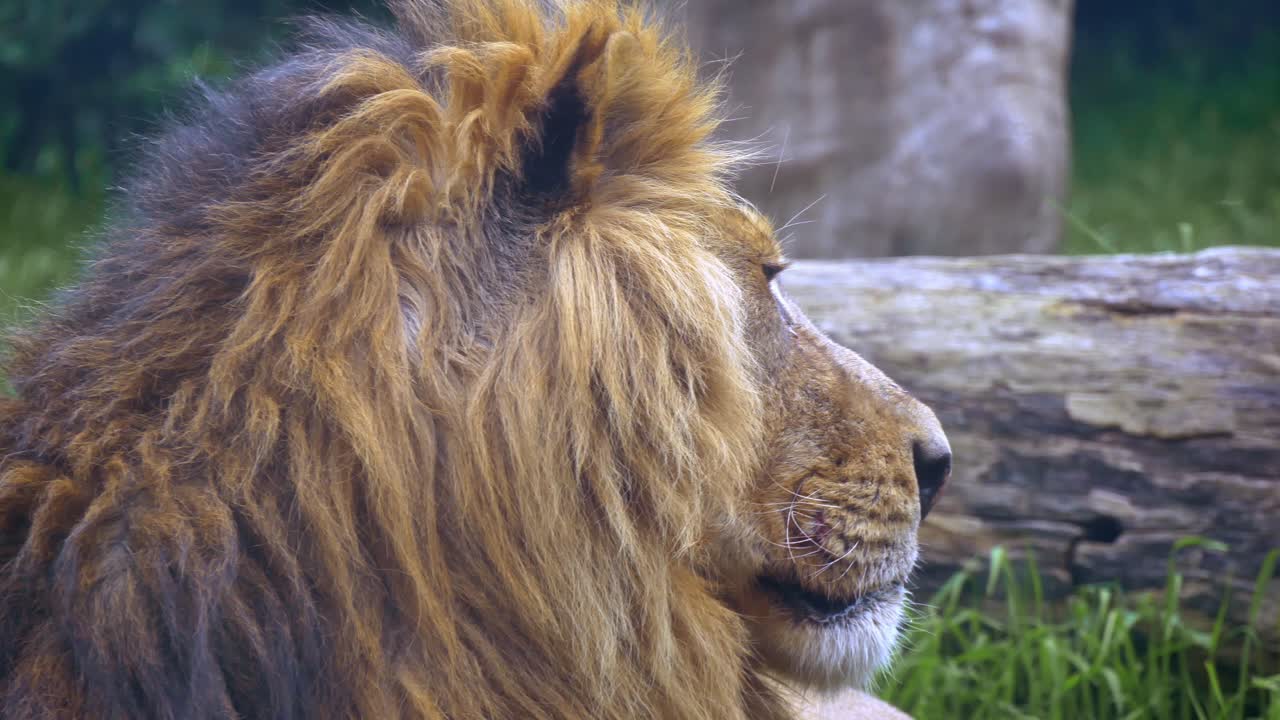 Detail huňaté hlavy samce lva, který se otáčí, když sedí na zemi v Dublinské zoo v Irsku.