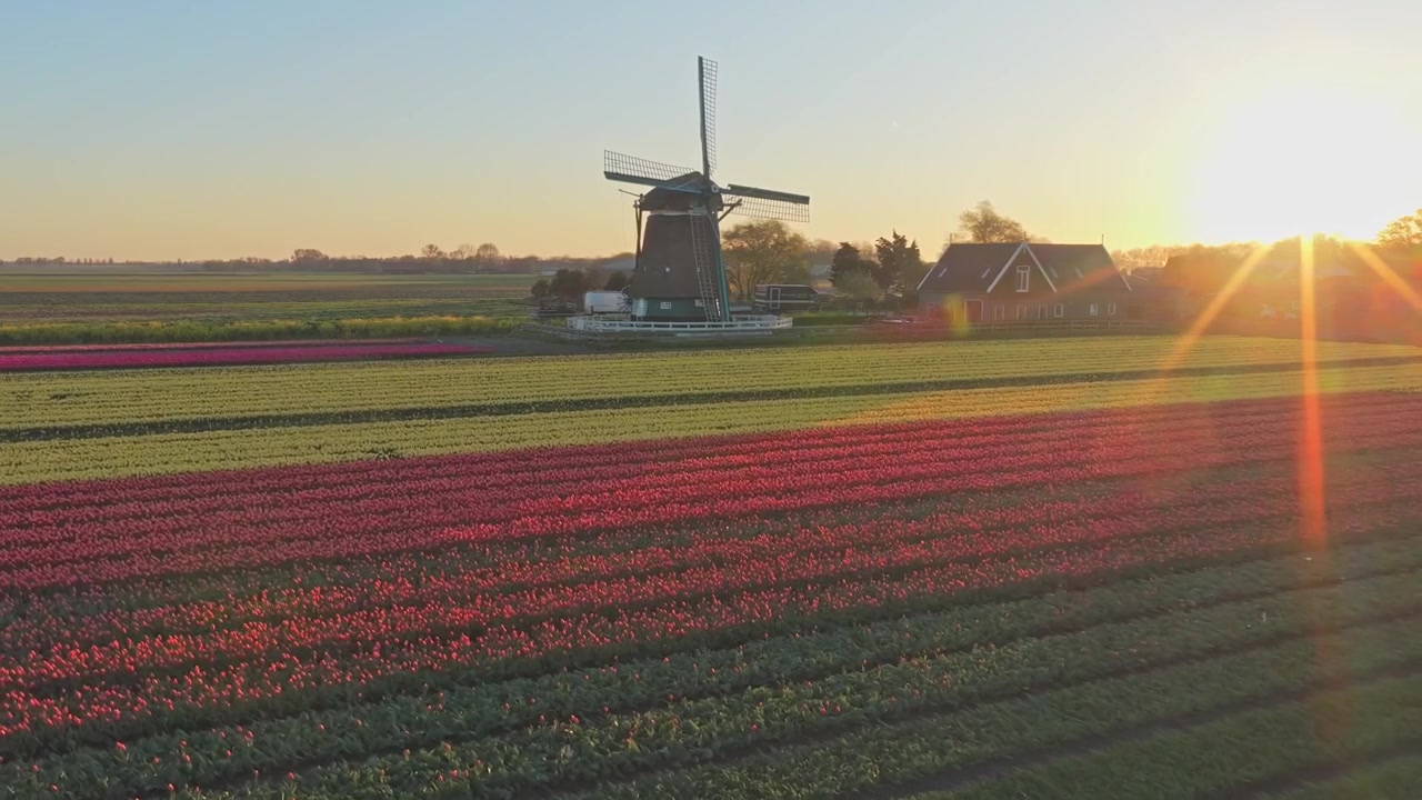 Mulino a vento olandese tradizionale in un campo di tulipani colorato all'alba