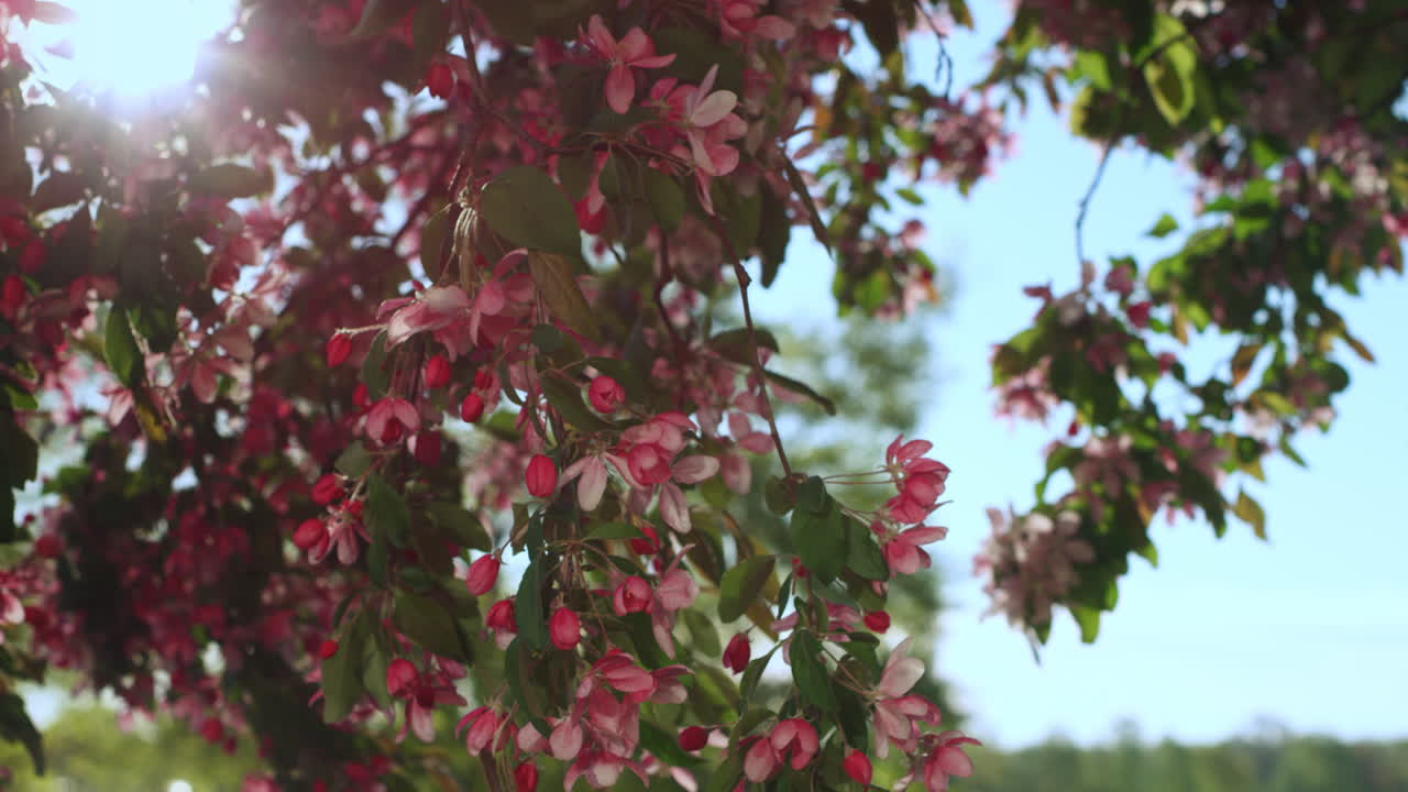 Cherry blossoming against amazing cloudless sky with golden bright sun.