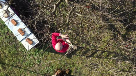 aerial orbit dolly move on gardener who is cutting branches, pruning fruit trees with pruning shears in the orchard