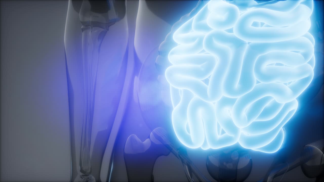 examen de radiología del intestino delgado humano