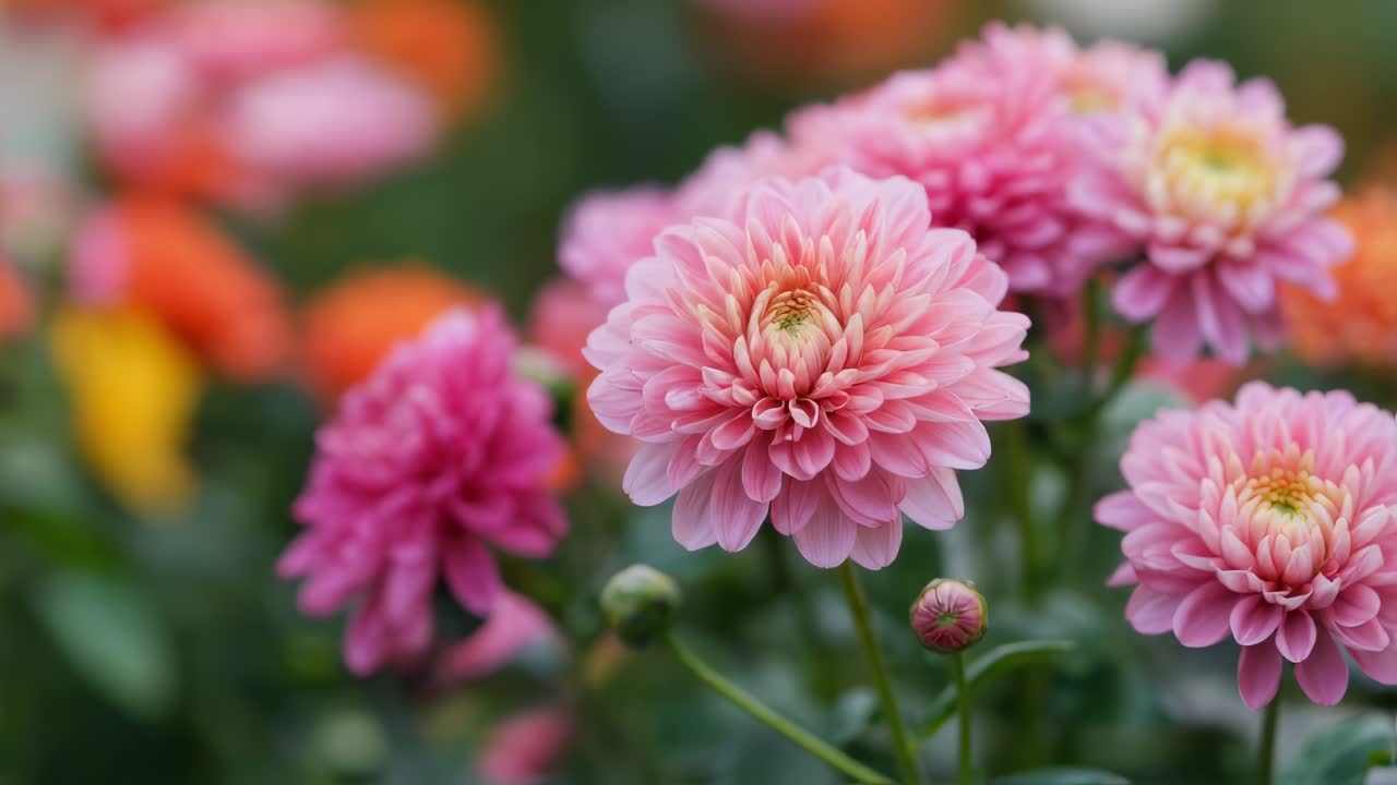 las flores de crisantemo rosado