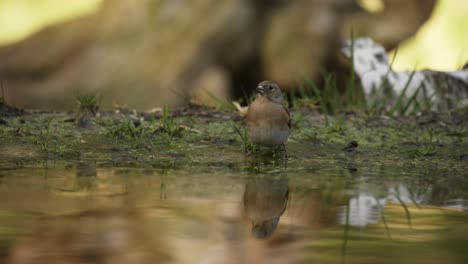 Fink-Trinkt-Wasser-Auf-Dem-Waldboden,-Fliegt-Weg,-Filmische-Nahaufnahme