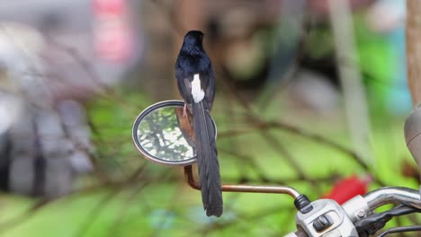 Seen-perched-on-the-left-mirror-of-a-ntorcylcle-of-a-park-ranger-as-it-looks-around,-White-rumped-Shama-Copsychus-malabaricus,-Thailnd