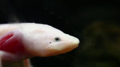 close up of an axolotl swimming in a dark clear water