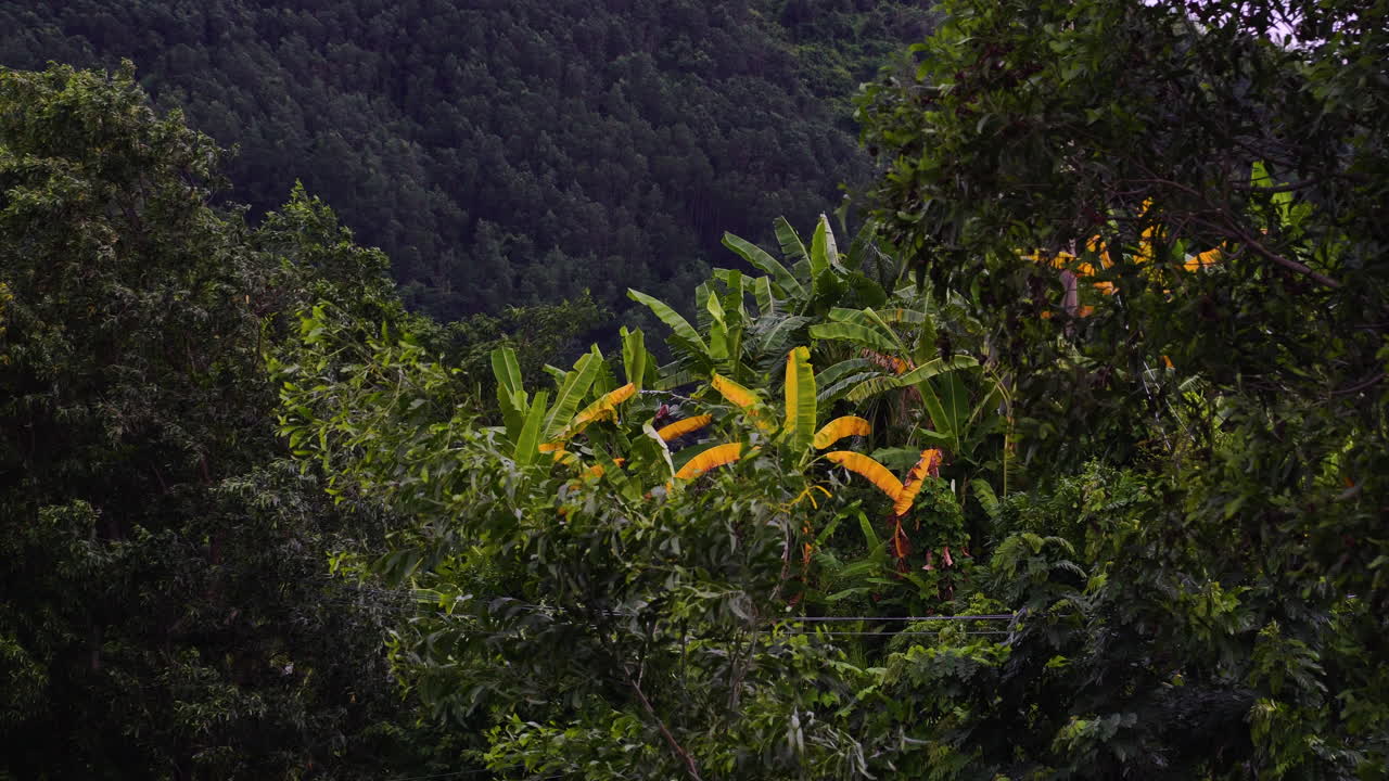 Piantagione di banane con sfondo di giungla in un ambiente tropicale, mossa dalla brezza e ripresa al rallentatore.