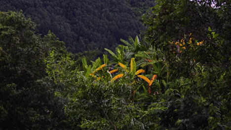 plantación de plátanos con fondo de bosque selvático en un ambiente tropical soplando en la brisa con cámara lenta