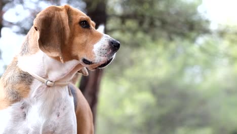 disparo en cámara lenta de un beagle moviendo la cola mientras está en un viaje al bosque durante el día