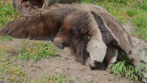 giant anteater foraging for food - close up