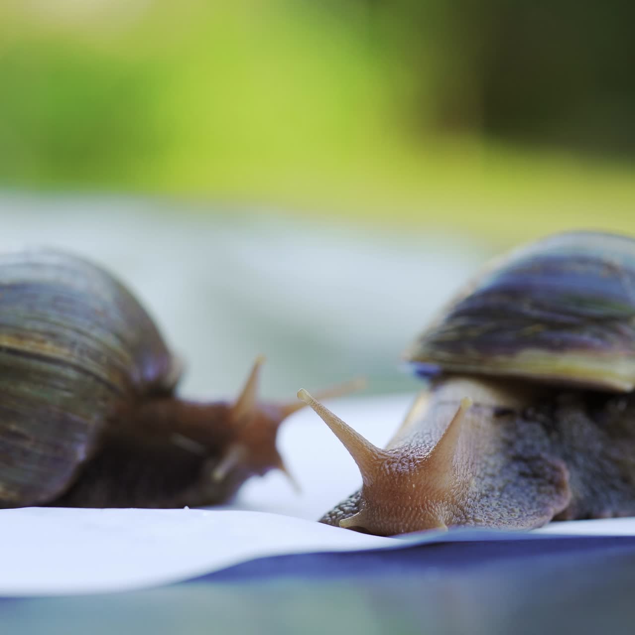 Large African snails Achatina Fulica. Domestic shellfish with healing mucus. Pets from the beauty salon.