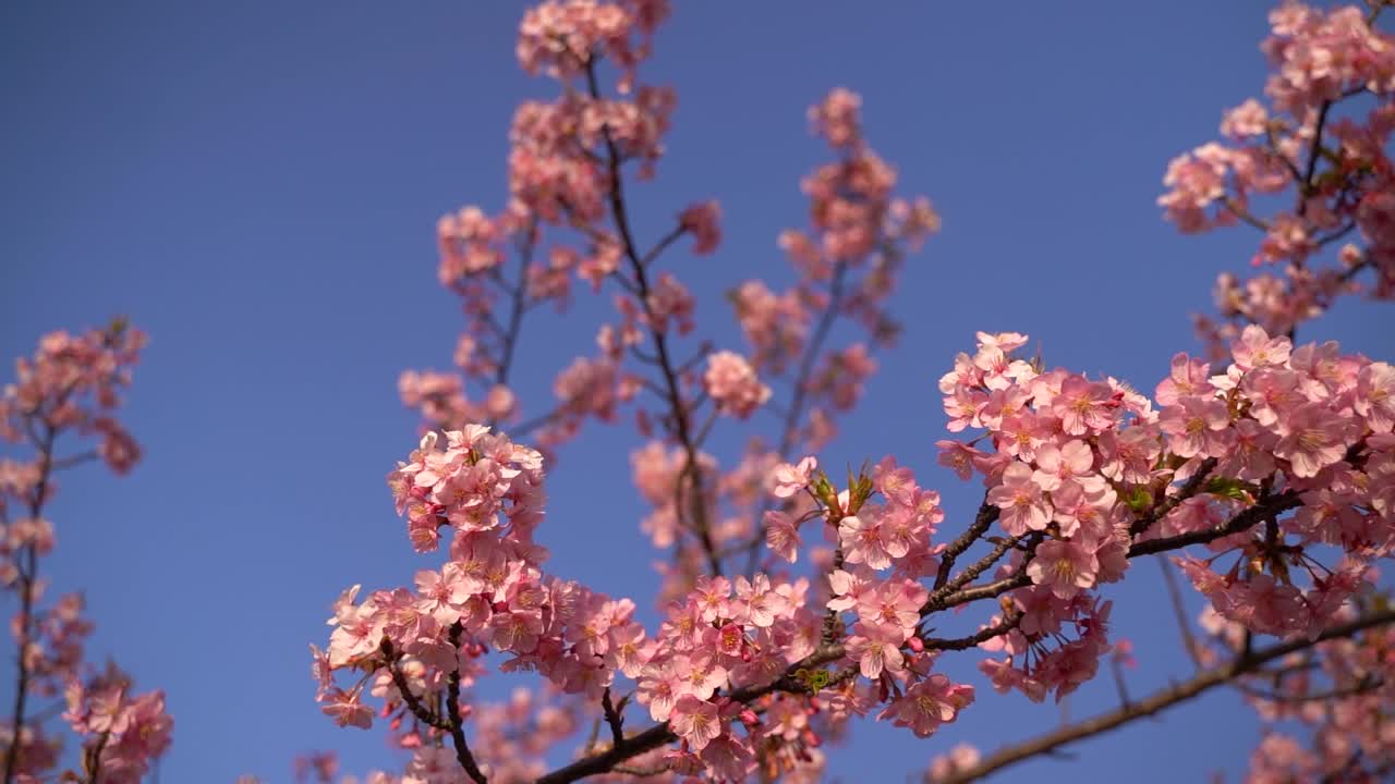 hermosa flor de cerezo kawazu sakura contra el cielo azul agitando lentamente