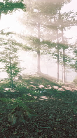 sunbeams through the misty forest