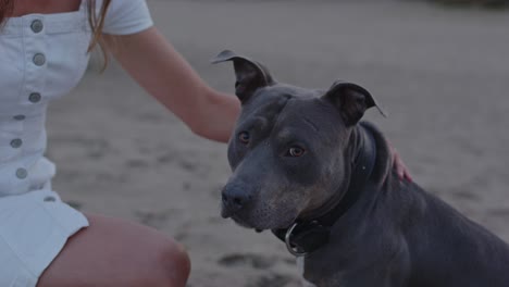 sentado american staffordshire terrier en dunas de arena siendo mascota de una mujer arrodillada cerca del perro