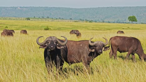 Zeitlupe-Der-Afrikanischen-Tierwelt,-Büffelherde-Auf-Afrikanischer-Tiersafari-In-Masai-Mara-In-Kenia-Im-Masai-Mara-Nationalreservat,-Naturaufnahmen-In-Savannenebenen-Und-Lange,-Hohe-Graslandschaft