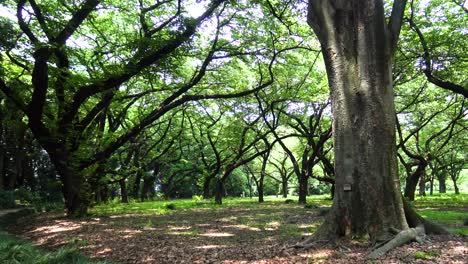 Zoom-in-The-view-of-the-deserted-forest