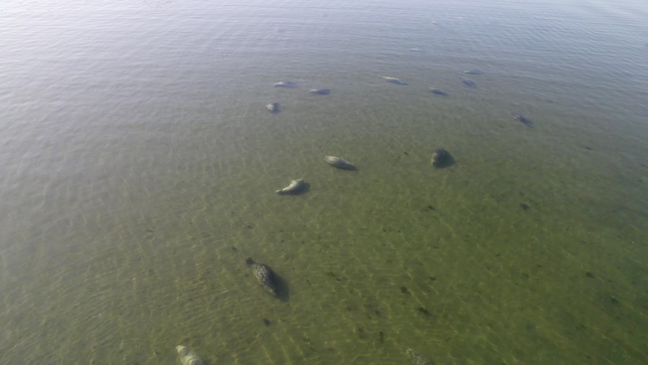 오레곤주 밴든 해변에서 바다사자를 내려다보는 4k 공중 드론