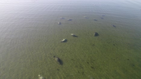 美國俄勒冈州班登海灘 (bandon beach) 的海獅群 (sea lions)