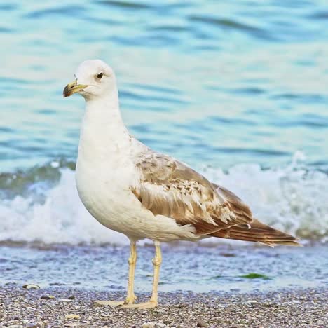 seagull portrait against sea shore