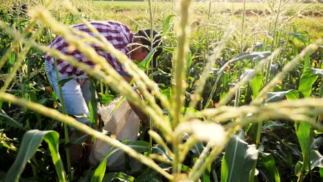 farmer harvesting corn at field