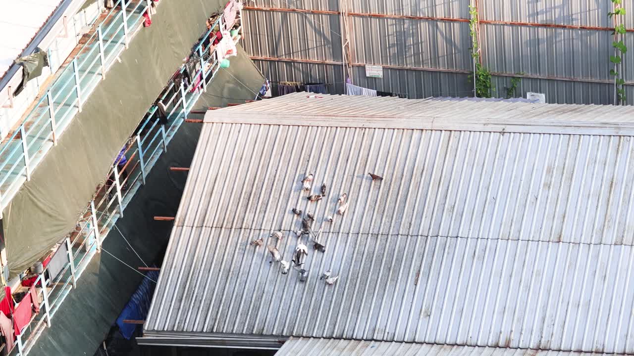 palomas reuniéndose y moviéndose en un techo