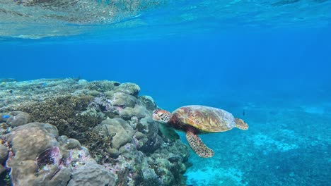 Una-Tortuga-Marina-Verde-Flotando-En-El-Mar-Azul-Tropical