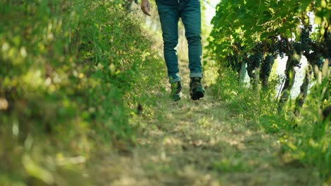 Closeup-of-a-man's-feet-walking-through-vineyards-red-wine