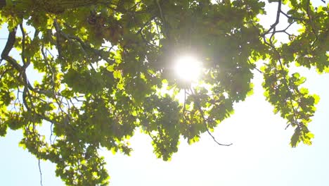 otro resplandor solar cerca de los árboles