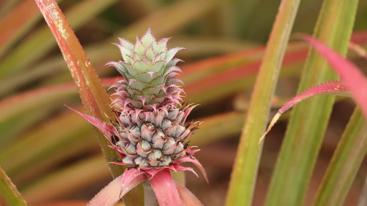 어린 파인애플은 농장 환경에서 활기찬 잎 사이에서 자란다. 자연 조명은 시간이 지남에 따라 식물의 발전을 강조합니다.