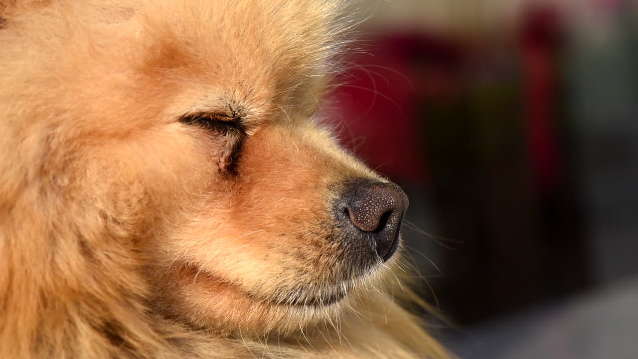 Small pomeranian spitz blinking and looking around. Close up shot at sunlight