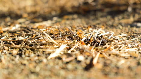 Awesome-ground-level-shot-of-termites-scurrying-around-with-twigs-at-their-entrance-hole,-static-shallow-dof