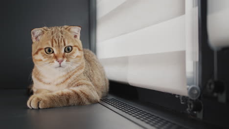 A-ginger-cat-is-sitting-on-the-windowsill-near-the-heater-grate.-Warm-and-well-insulated-house