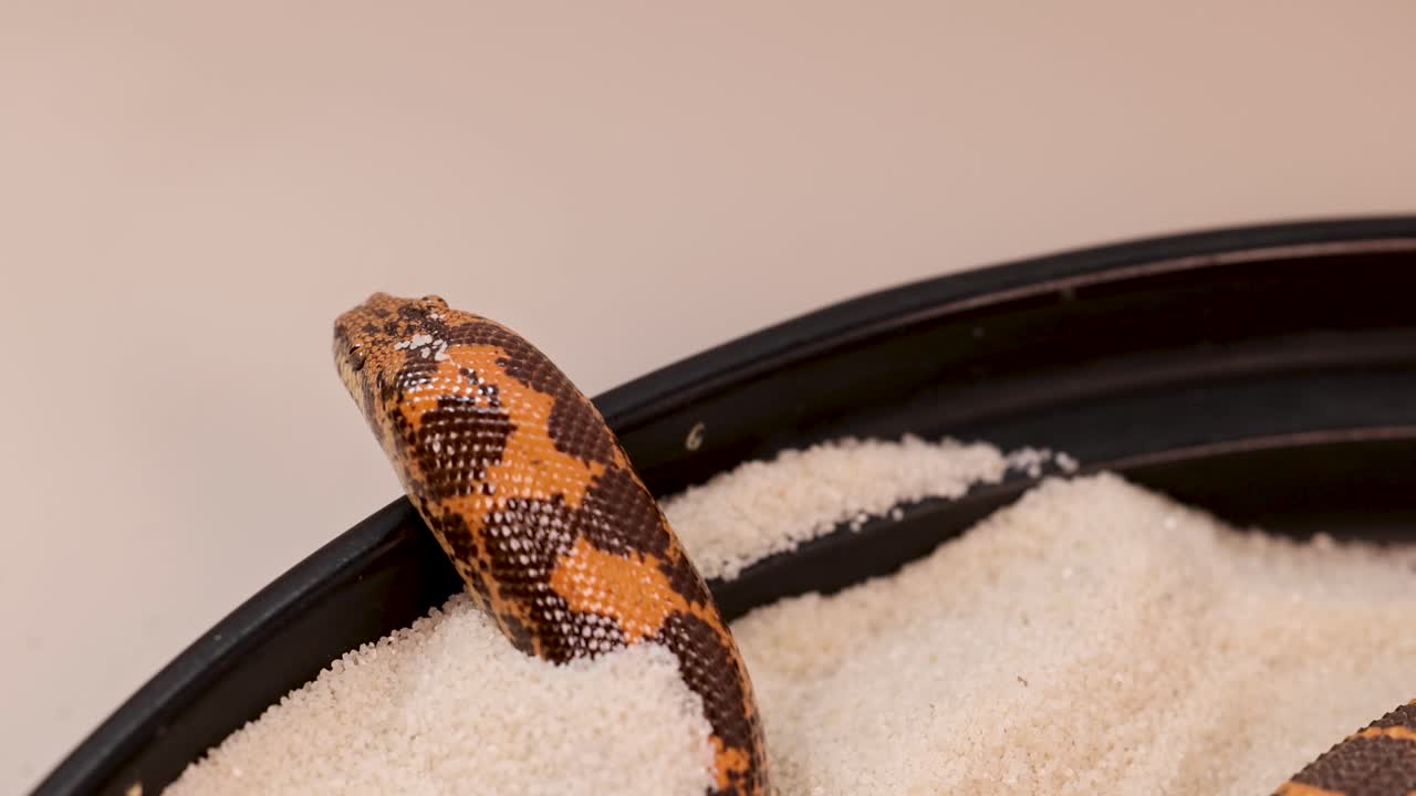 A Kenyan Sand Boa emerges from sand, showcasing its natural behavior in a controlled environment with soft lighting