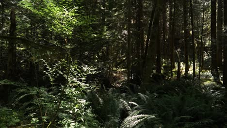 Slow-panning-shot-deep-in-a-lush-dense-forest