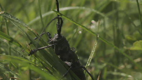 longhorn beetle in grass