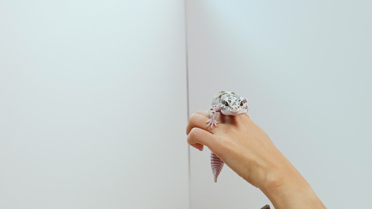 A hand holds a leopard gecko against a white wall in soft lighting, showcasing the reptile's unique patterns