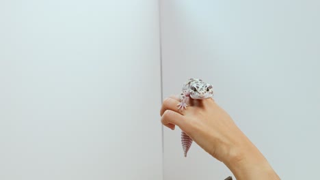 a hand holds a leopard gecko against a white wall in soft lighting, showcasing the reptile's unique patterns