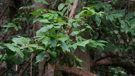 Die-Kamera-Zoomt-Heraus-Und-Zeigt-Diese-Äste,-Die-Sich-Im-Wind-Bewegen,-Wald-Und-Bäume,-Thailand