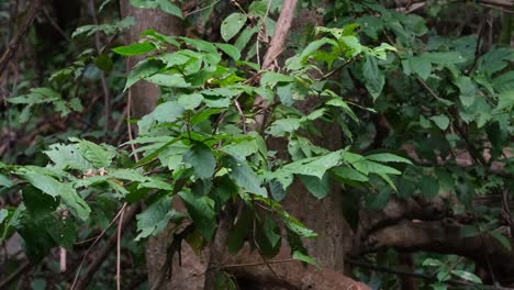 la cámara se aleja revelando estas ramas moviéndose con un poco de viento, bosque y árboles, tailandia