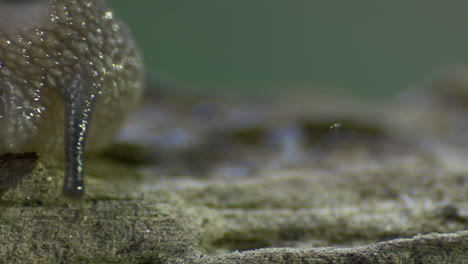 stunning cinematic macro shot of a snail travelling on a piece of wood