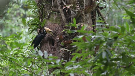 regurgitating food items to feed the individual inside the burrow, oriental pied hornbill anthracoceros albirostris, thailand